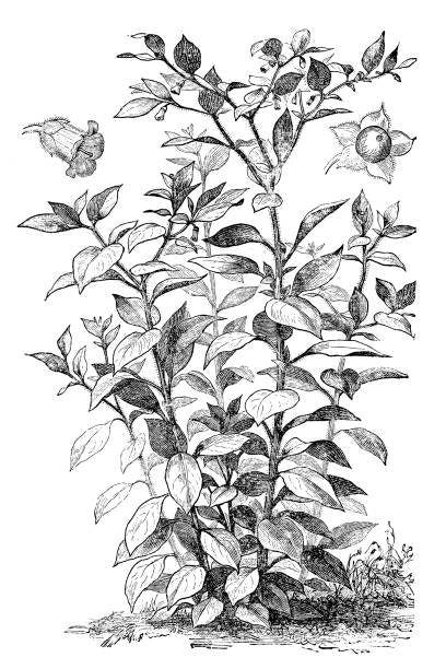 Nightshade Perfume: Labdanum, Vetiver, Cardamom, Sandalwood, Vanilla